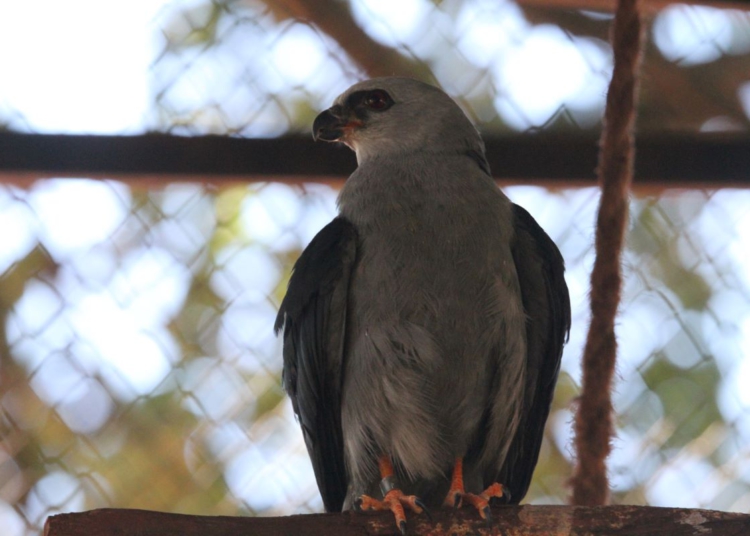Técnicos do Instituto Água e Terra devolveram à natureza um gavião-sovi nesta quinta-feira (27), em Foz do Iguaçu
Foto: IAT