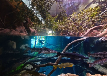 Fotos do aquário:  Jonathan Campos/AEN