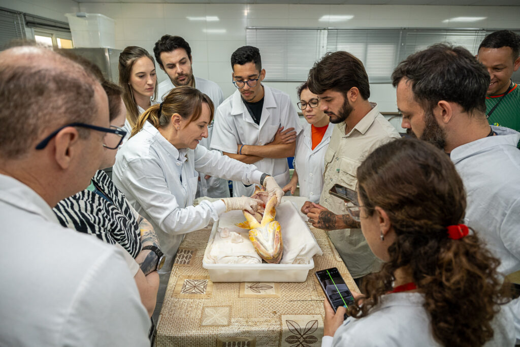 A bióloga Lisiane Hahn demonstra técnicas de procedimentos cirúrgicos para implante dos dispositivos. Foto: William Brisida/Itaipu Binaciona