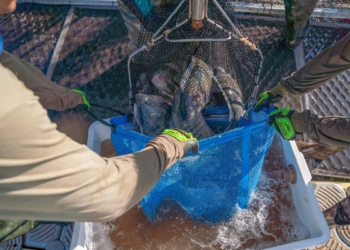 Foto: Alexandre Marchetti/Itaipu Binacional.