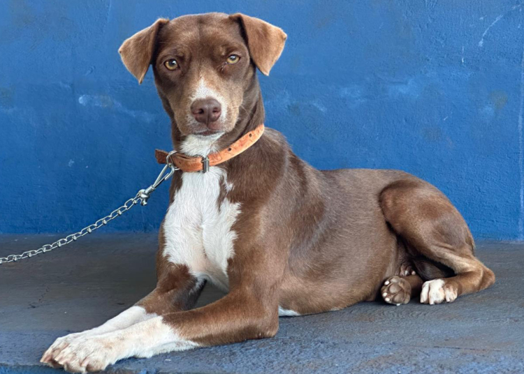 Foto: IAT/divulgação