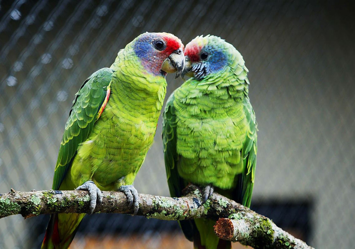 Foto: Denis Ferreira Netto/SEDEST