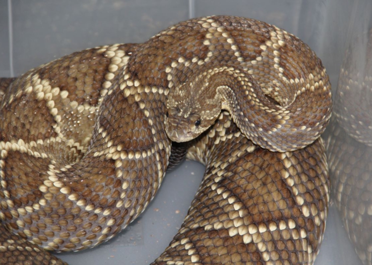 Secretaria da Saúde alerta para risco de acidentes com serpentes no verão
Foto: Emanuel Marques da Silva/SESA