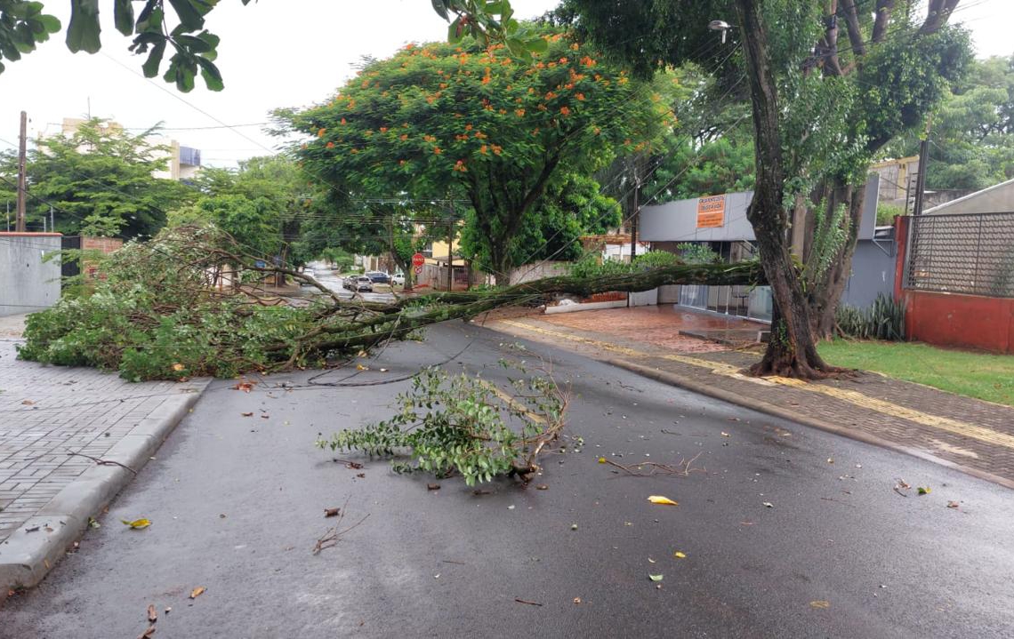 Foto de árvore caída devido aos ventos desta tarde que atingiram Foz: Defesa Civil