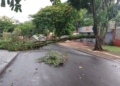 Foto de árvore caída devido aos ventos desta tarde que atingiram Foz: Defesa Civil