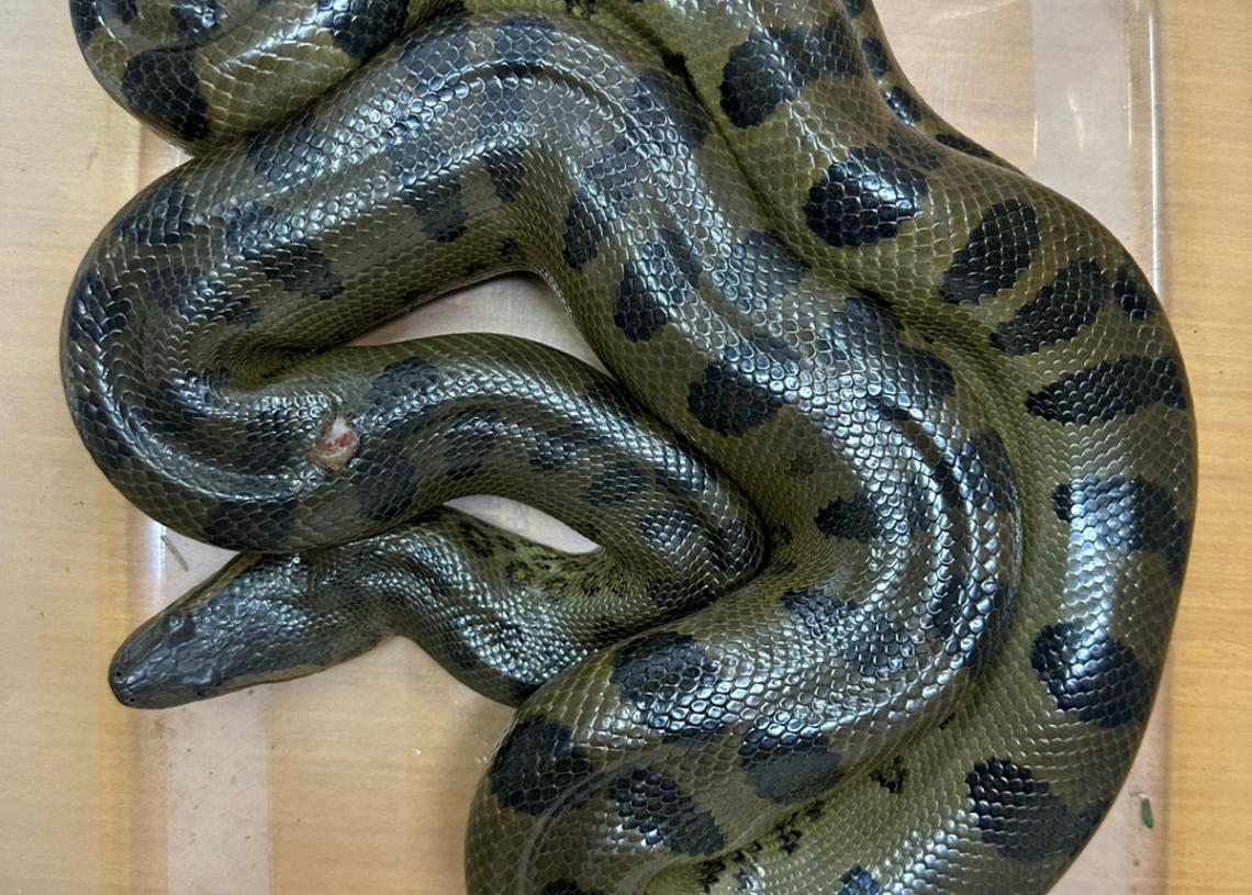 Foto: divulgação/IB