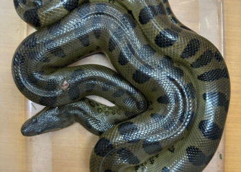 Foto: divulgação/IB