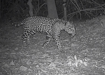 Cauã foi registrado pela primeira vez em dezembro, por meio de armadilhas fotográficas da equipe do Projeto Onças do Iguaçu . Foto: divulgação