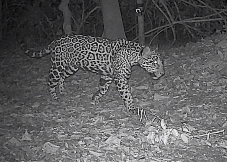 Cauã foi registrado pela primeira vez em dezembro, por meio de armadilhas fotográficas da equipe do Projeto Onças do Iguaçu . Foto: divulgação