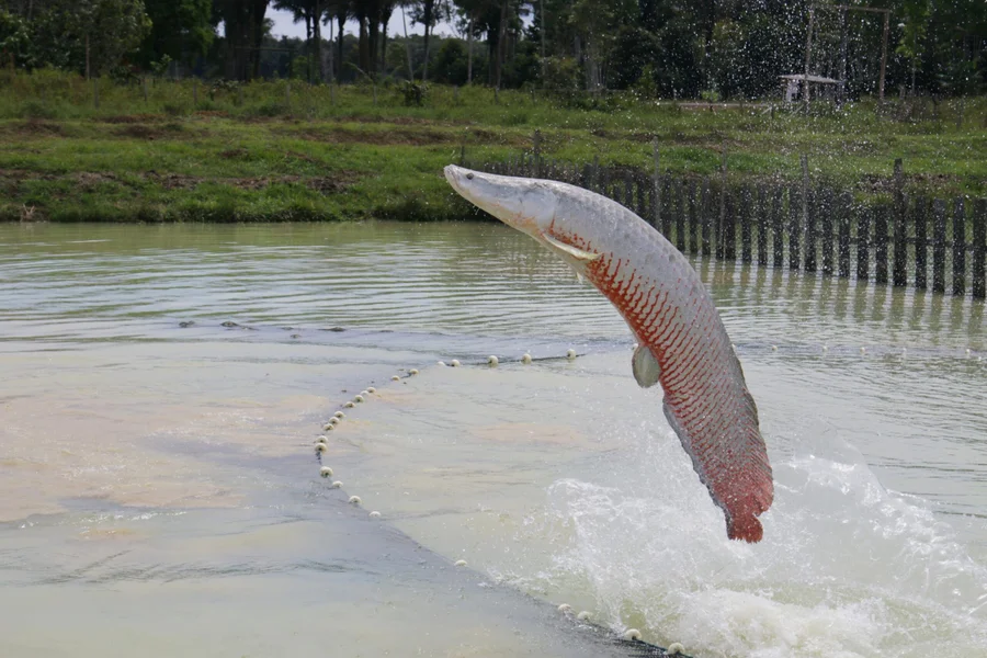 Foto: Síglia Regina dos Santos Souza/Embrapa