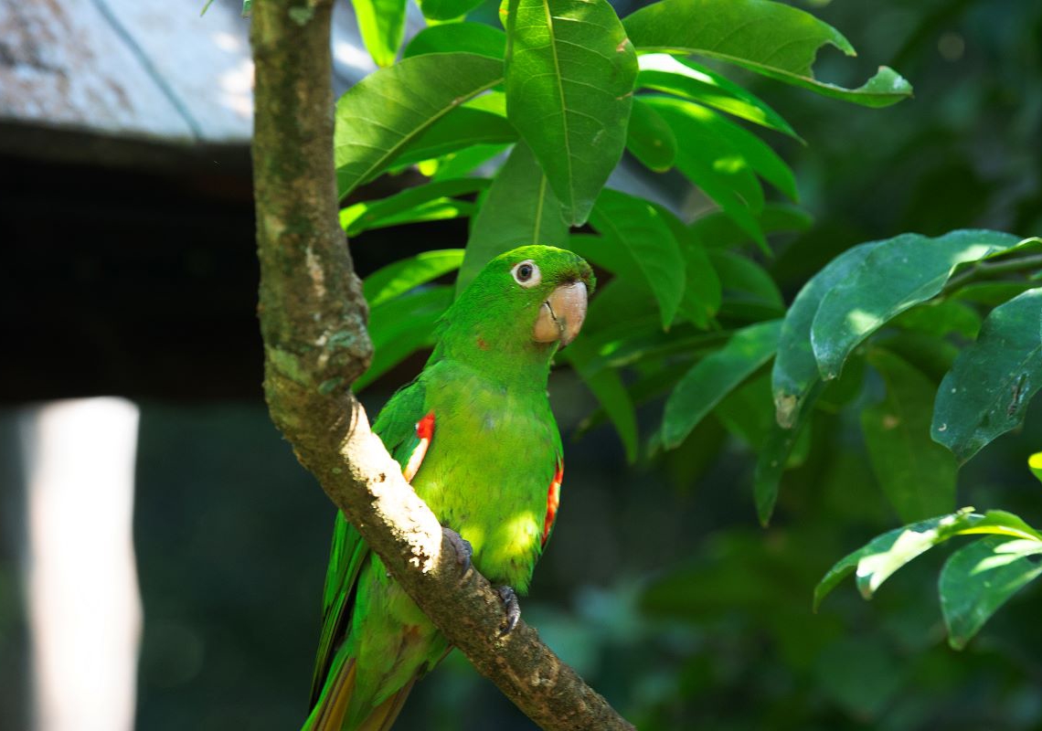 IAT reforça cuidados para a criação de animais silvestres de forma legal
Foto: Denis Ferreira Netto/SEDEST
