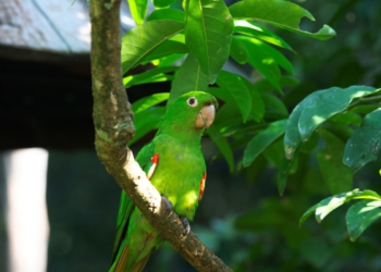 IAT reforça cuidados para a criação de animais silvestres de forma legal
Foto: Denis Ferreira Netto/SEDEST