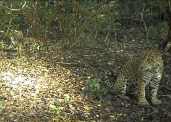 Foto: captura de vídeo