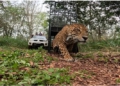 Foto da soltura: captura de imagem
