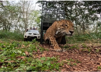 Foto da soltura: captura de imagem