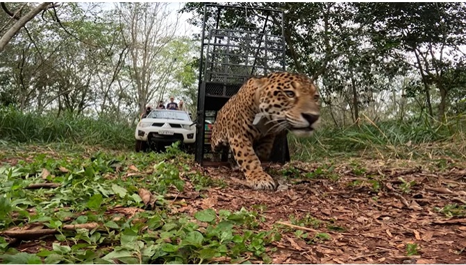 Foto da soltura: captura de imagem