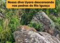Foto: Onças do Iguaçu