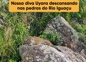 Foto: Onças do Iguaçu