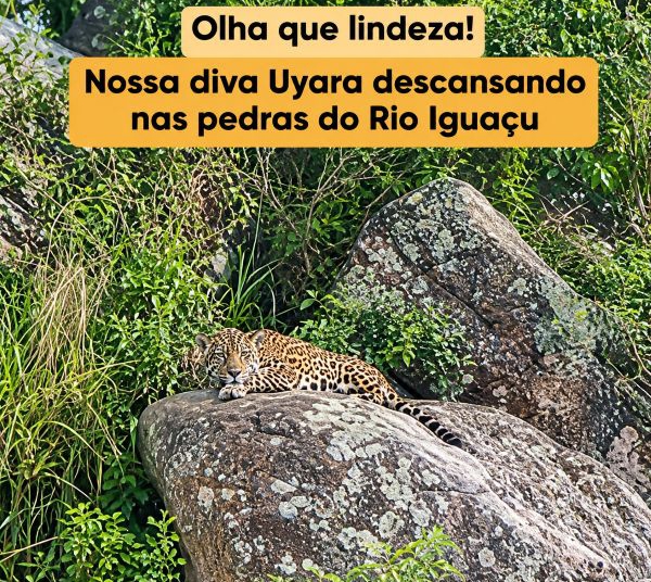 Foto: Onças do Iguaçu