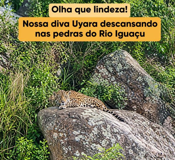 Foto: Onças do Iguaçu
