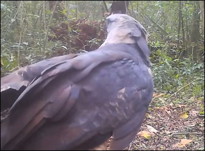Uriaçu registrado por uma das câmeras. Foto: captura de imagem.