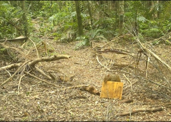 Foto: captura de vídeo/ Onças do Iguaçu