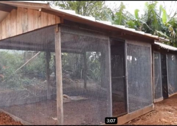 Além do novo canil, a equipe reformou o galinheiro da propriedade, que também estava exposto à entrada de predadores. Foto: captura de vídeo