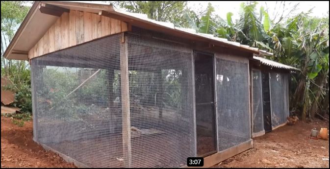 Além do novo canil, a equipe reformou o galinheiro da propriedade, que também estava exposto à entrada de predadores. Foto: captura de vídeo